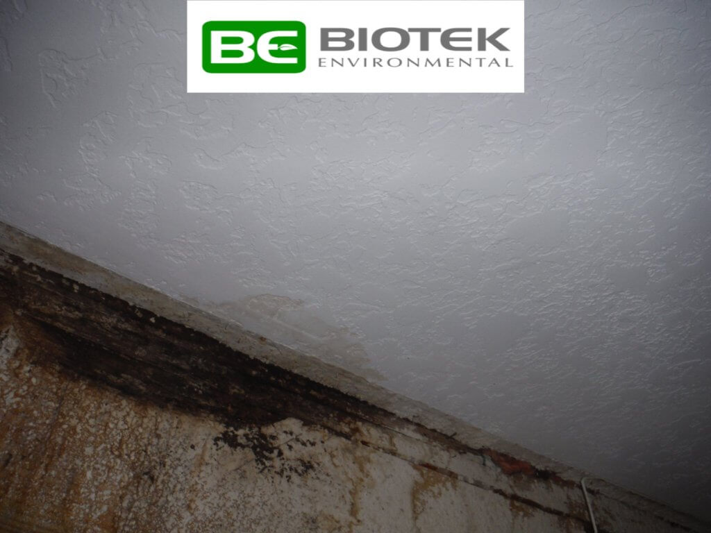 Black Mold Growing on the celling of home