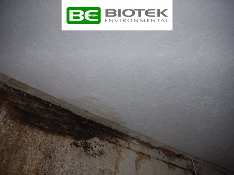 Black Mold Growing on the celling of home