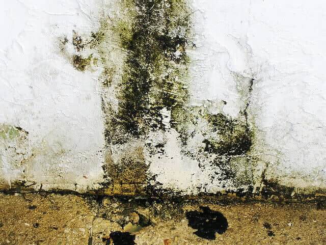 Black mold on a wall