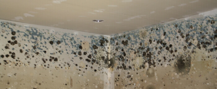 black mold on a wall corner