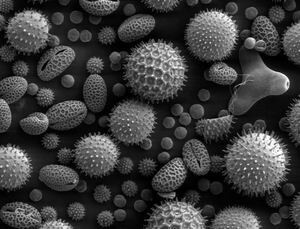 allergens magnified through a microscope