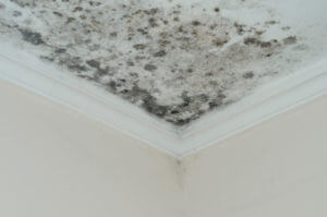 mold-health-issues