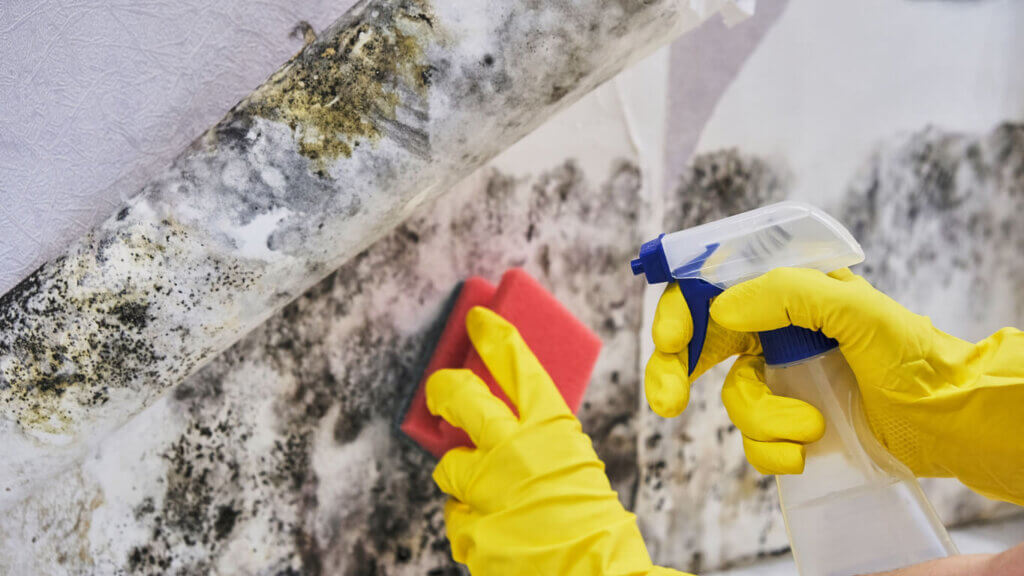 A homeowner attempting DIY mold removal with over the counter cleaners