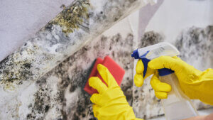 A homeowner attempting DIY mold removal with over the counter cleaners